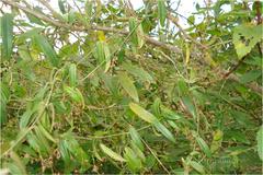 Tylophora tenuissima